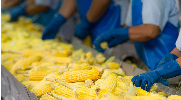 corn production