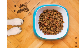 pet food in a bowl