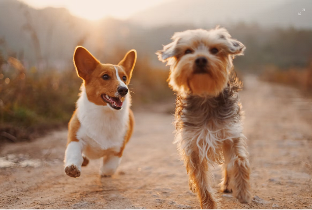 small dogs running